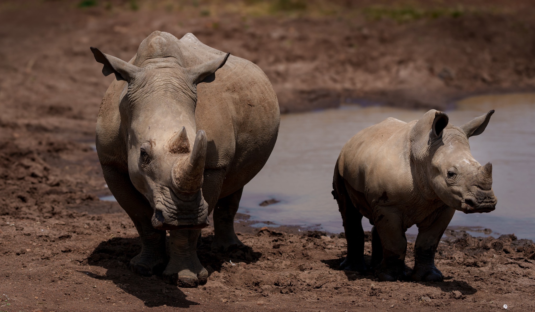 Mum and baby Rhinoceros